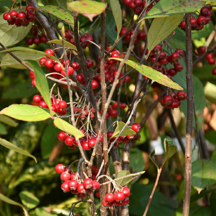 楽天市場】クックベリー 苗 【アロニア】 株立ち 約1.0m 根巻き苗
