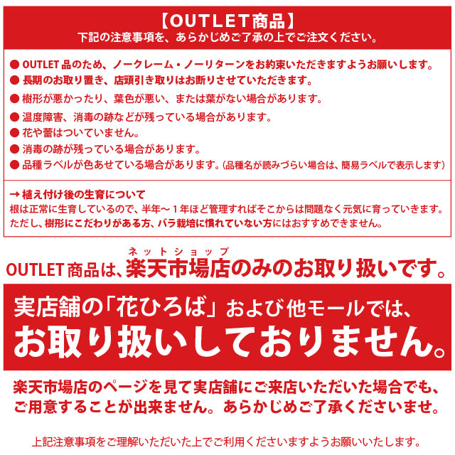 楽天市場】◇OUTLET ROSE◇ [楽天市場限定販売]バラ苗 【朝雲 （あさ