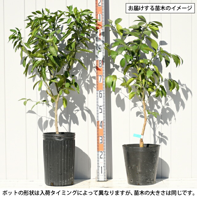 楽天市場】みかん 苗木 【田口早生 （たぐちわせ）】 3年生 接ぎ木 約