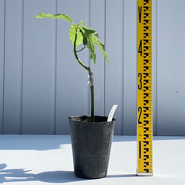 楽天市場】アボカド 苗 【ベーコン】 2年生接ぎ木苗 果樹 苗木 熱帯