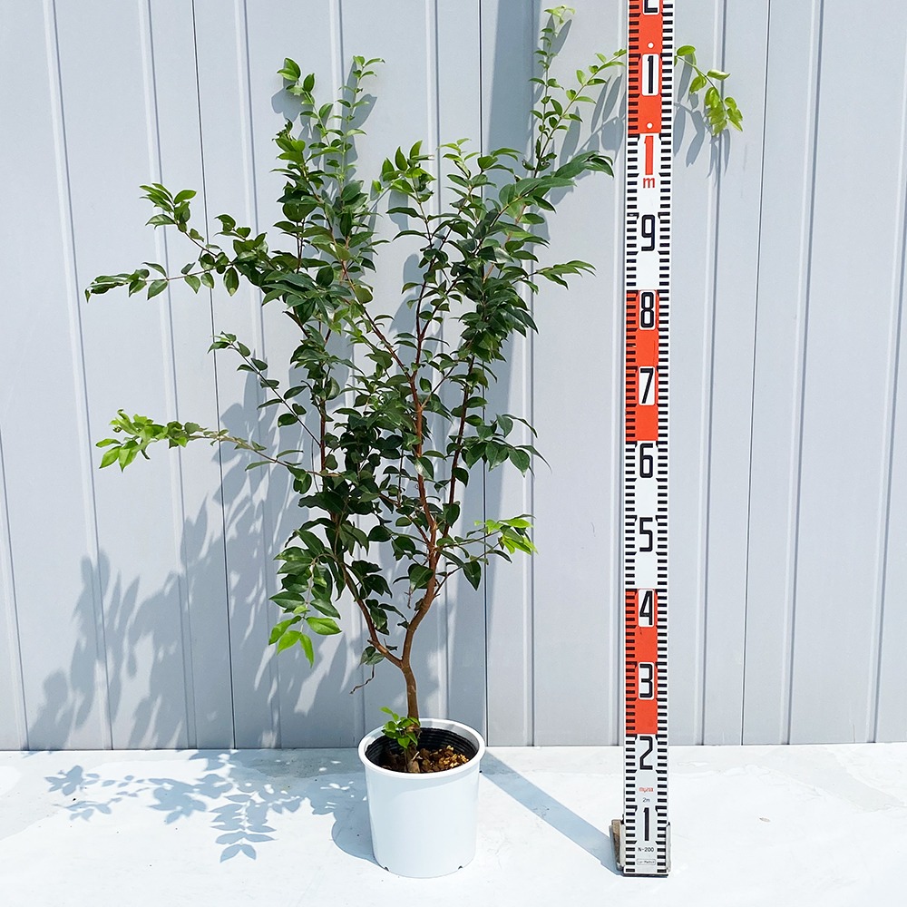 楽天市場】ジャボチカバ 苗 【大葉 四季成り性 ジャボチカバ】 3年生