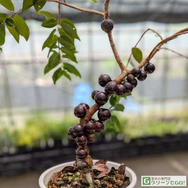 楽天市場】ジャボチカバ 苗 【大葉 四季成り性 ジャボチカバ】 3年生