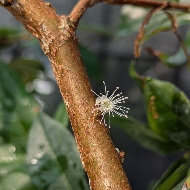 楽天市場】ジャボチカバ 苗 【大葉 四季成り性 ジャボチカバ】 3年生