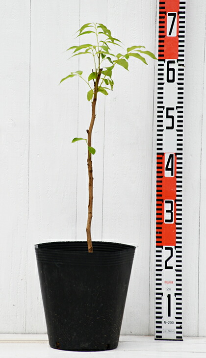 楽天市場】ライチ 苗 【玉荷苞 （ぎょくかほう）】取り木苗 レイシ