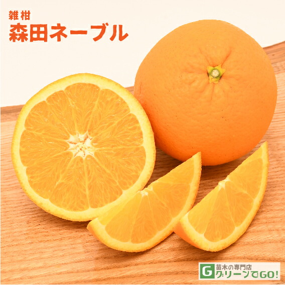 楽天市場】オレンジ 苗木 【森田ネーブル】 3年生 接ぎ木 約1.0m 大苗