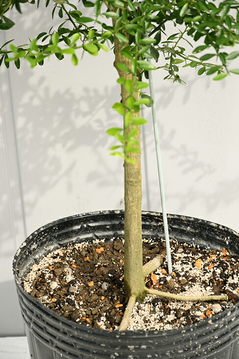 楽天市場】◇送料無料◇ フィンガー ライム 苗 【フィンガーライム