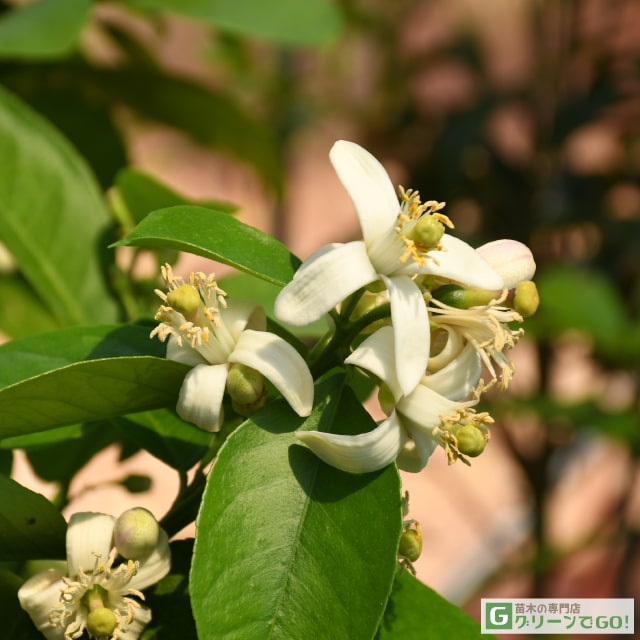 楽天市場】レモン 苗木 【ジャンボレモン （ポンテローザ）】 3年生