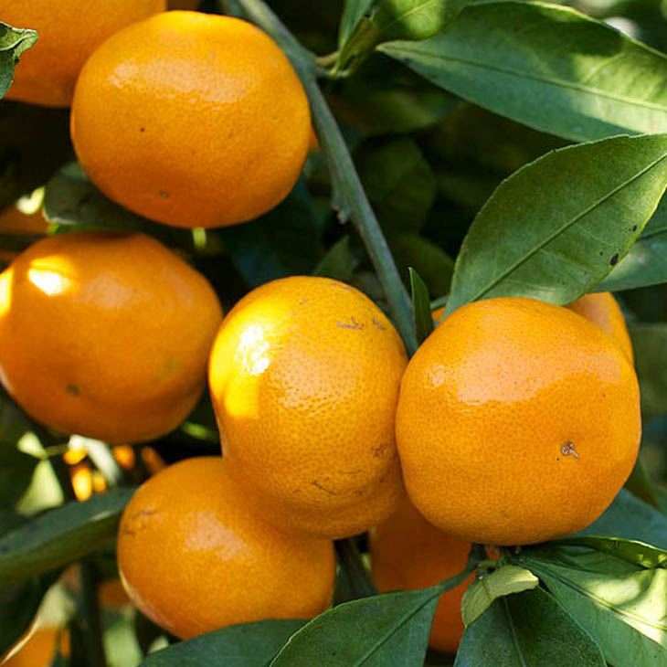 楽天市場】みかん 苗木 【田口早生 （たぐちわせ）】 3年生 接ぎ木 約