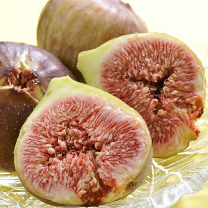 楽天市場】イチジク 苗 【早生日本種 （別名： 蓬莱柿）】 1年生