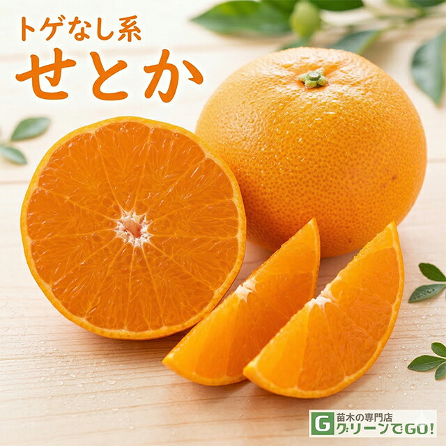 楽天市場】せとか 苗木 【トゲなし系 せとか ［登録品種］】 3年生