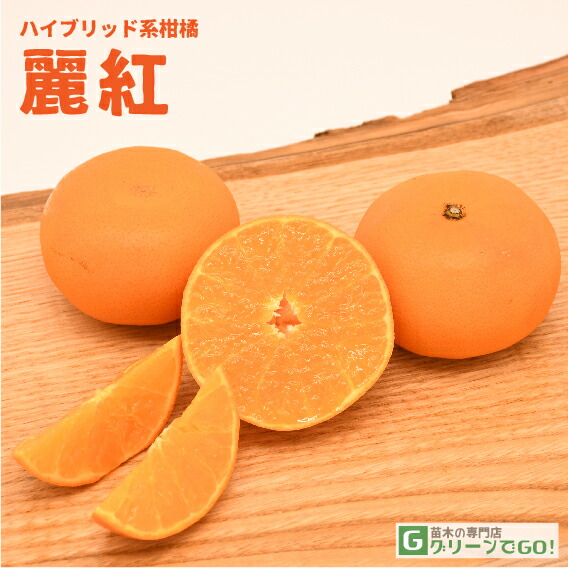 麗紅 3年生 苗木 登録品種 実つき！ 楽天市場】みかん 苗木 【麗紅