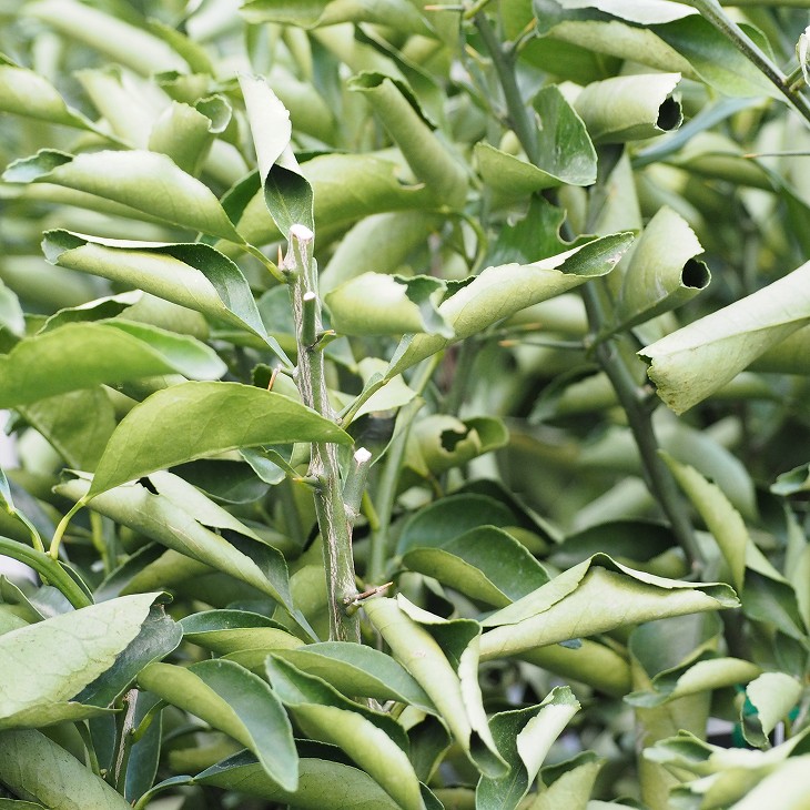 楽天市場】◇送料無料◇ □優良2年生大苗□ オレンジ 苗木 【はるか