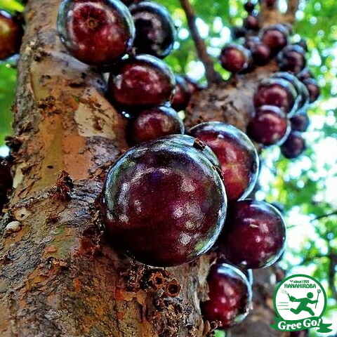 楽天市場】ジャボチカバ 苗 【四季成り性 ジャボチカバ】 3年生 実生