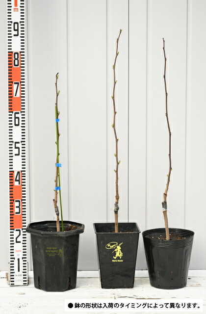 楽天市場】ポポー苗木 【ミッチェル】 接ぎ木苗 ポーポー 珍果 苗 果樹