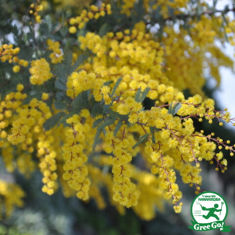 楽天市場】◇送料無料◇ ミモザ 苗【銀葉アカシア プルプレア】約1.3m