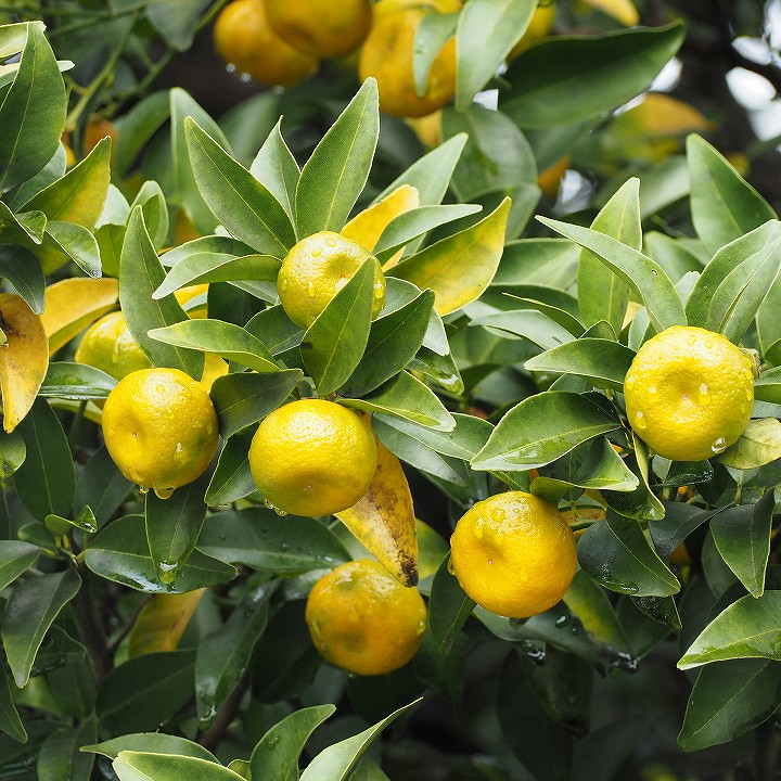 楽天市場】みかん 苗木 【 橘 （たちばな）】 3年生 接ぎ木 約1.0m