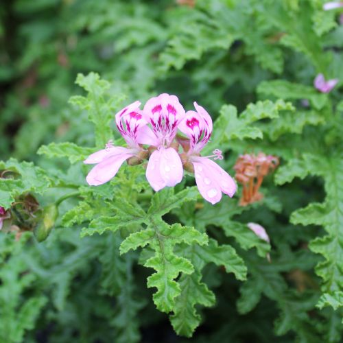 楽天市場】ハーブゼラニム ピーコックゼラニウム 3〜3.5号ポット苗