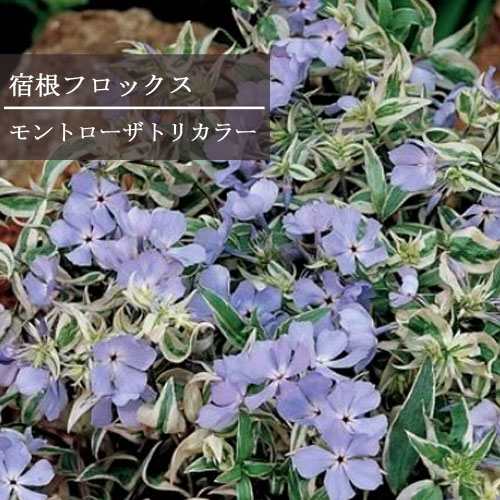 楽天市場】【単品 / 3個セット】 宿根フロックス モントローザトリ