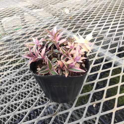 楽天市場】【単品 / 3個セット】 宿根フロックス モントローザトリ