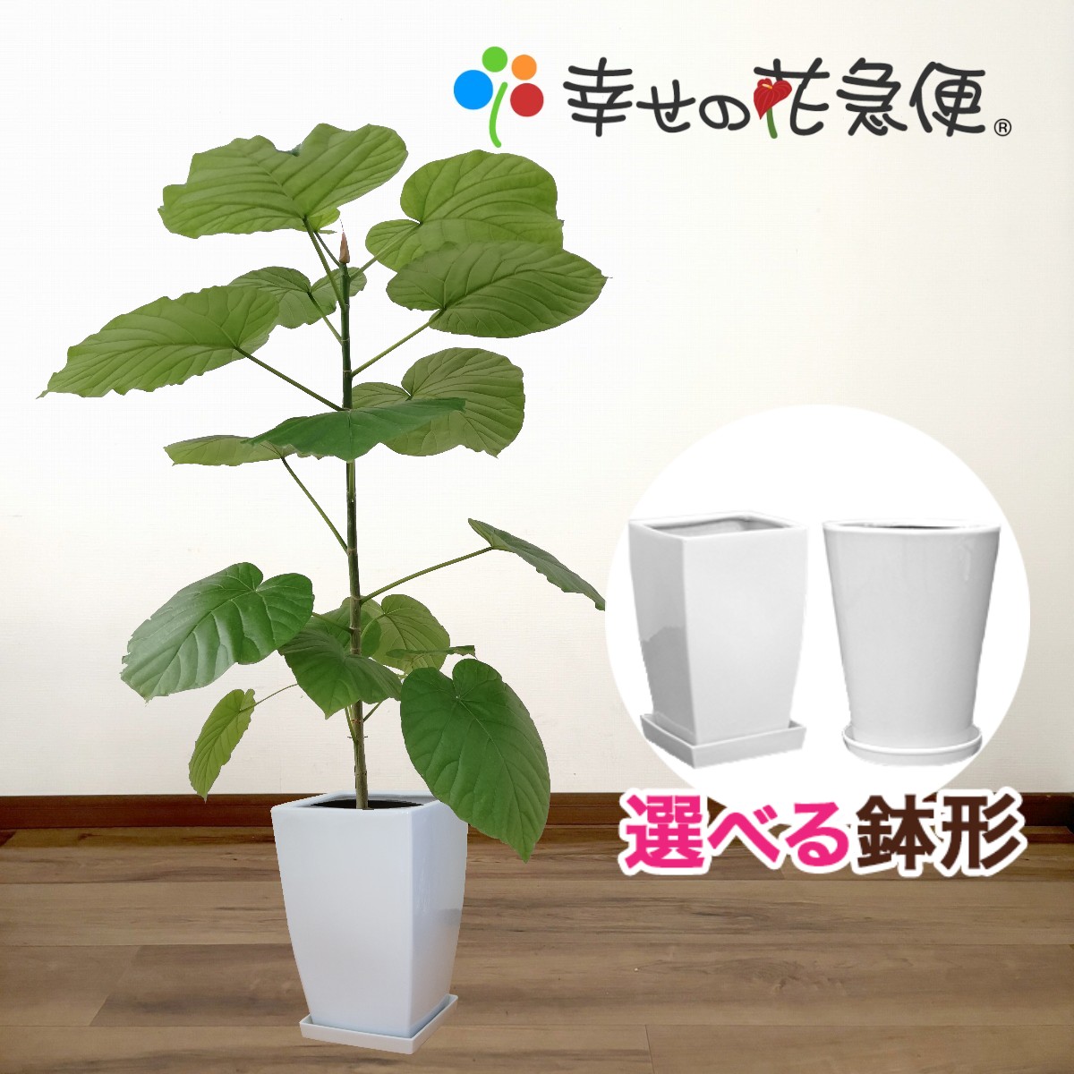楽天市場】観葉植物 フィカス・ウンベラータ8号陶器鉢|(角：丸) 高さ約
