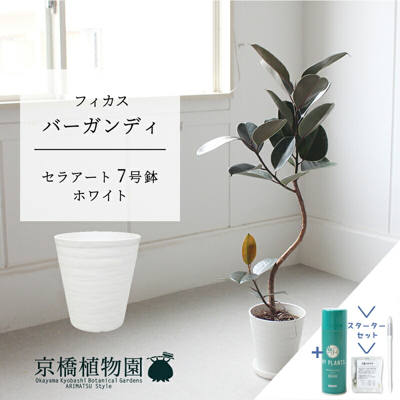 フィカスバーガンディ」の人気商品一覧 | 安い商品を通販サイトから