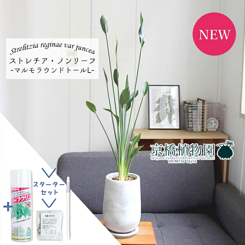 観葉植物 ユンケア」の人気商品一覧 | 安い商品を通販サイトから探す