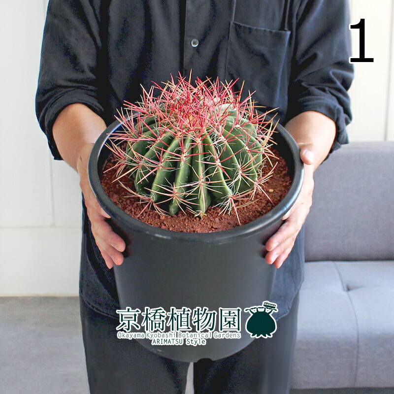 楽天市場】【25日はP5倍！】【現品】サボテン 赤鳳（セキホウ） 8号 黒