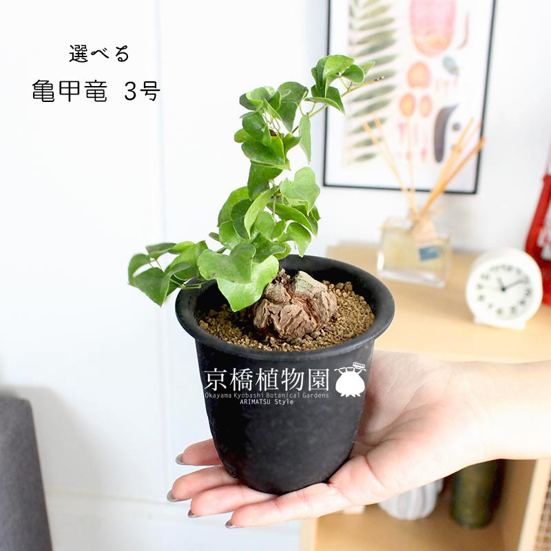 楽天市場】【現品】アフリカ亀甲竜 3号 黒鉢（21〜25）【選べる観葉