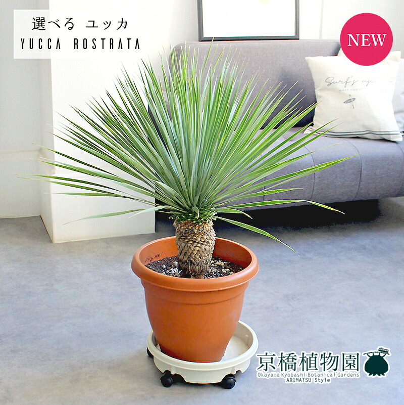 楽天市場】【現品】ユッカ・ロストラータ 10号 茶鉢【選べる観葉植物