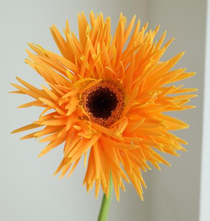 楽天市場】ガーベラ（植物の本数10本）の通販