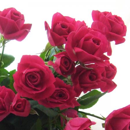 楽天市場】【生花】SPバラおまかせ 濃いピンク（品種おまかせ