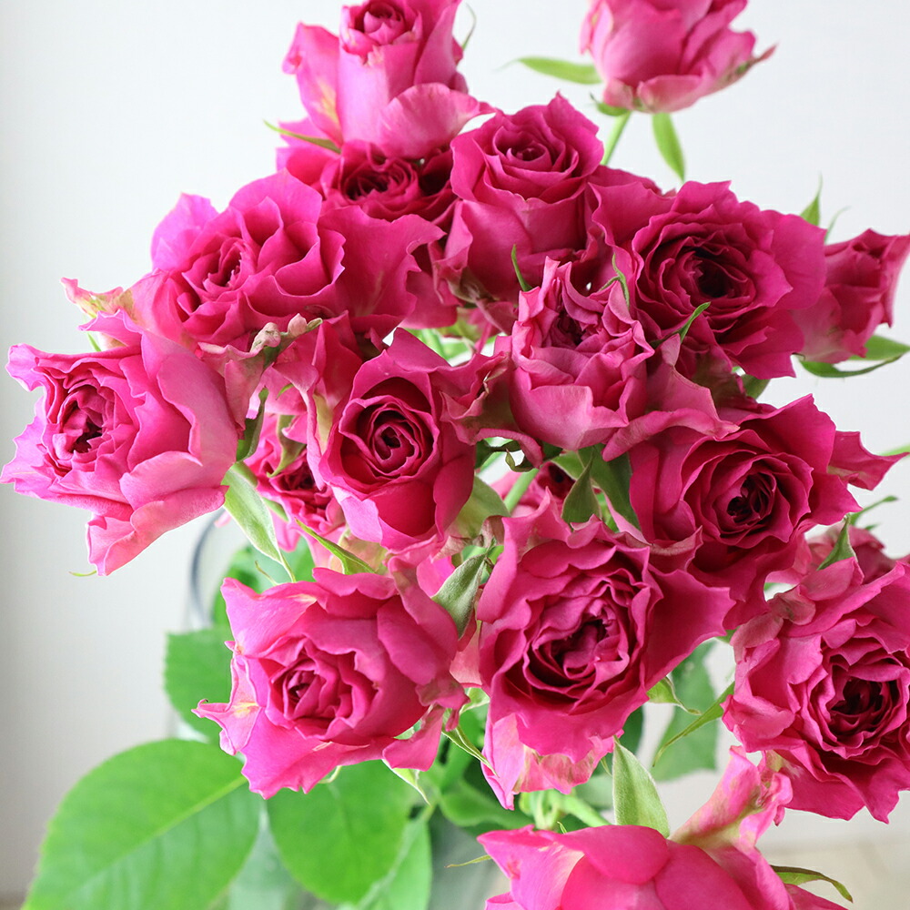 楽天市場】【生花】SPバラおまかせ 濃いピンク（品種おまかせ