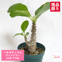 楽天市場】パキポディウム ウィンゾリー（花・ガーデン・DIY）の通販