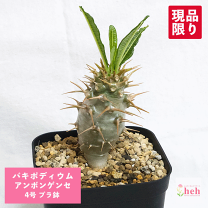 楽天市場】パキポディウム アンボンゲンセの通販