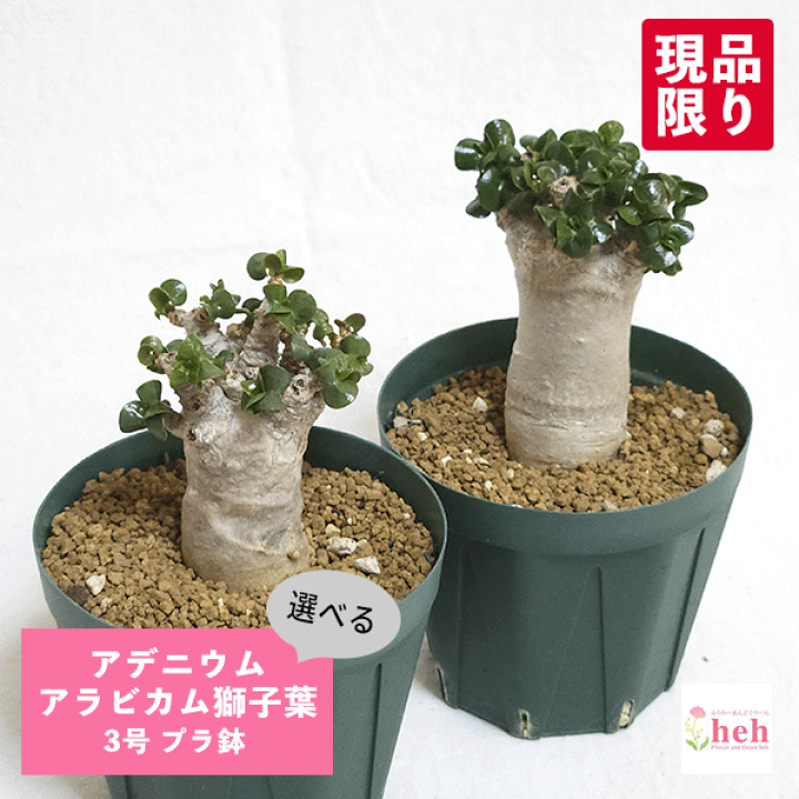 楽天市場】アデニウム アラビカム 獅子葉 3号 プラ鉢 種 希少 レア 土