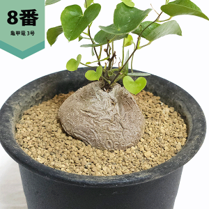 亀甲竜」の人気商品一覧 | 安い商品を通販サイトから探す - 価格.com