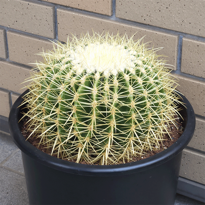 楽天市場】サボテン 金鯱 8号 プラ鉢 キンシャチ 土 鉢 種 種類 観葉