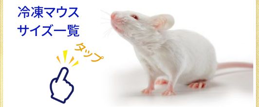 送料無料 国産冷凍ラット230g〜250g 6匹 B級品＋15匹 国産