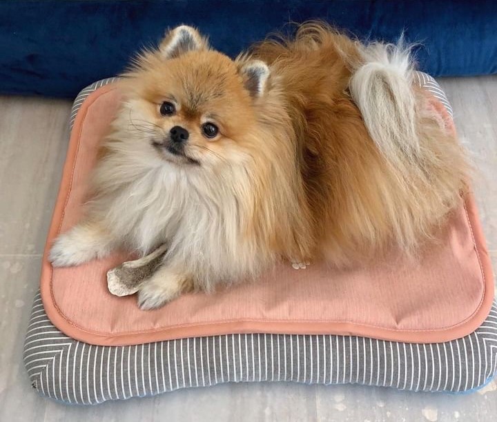 楽天市場】わんにゃんホルミシスマット ラジウム 玉川温泉 ラドン 遠