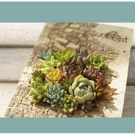 楽天市場】水で練って 固まる土 ネルソル 15L（5L×3袋）多肉植物寄せ