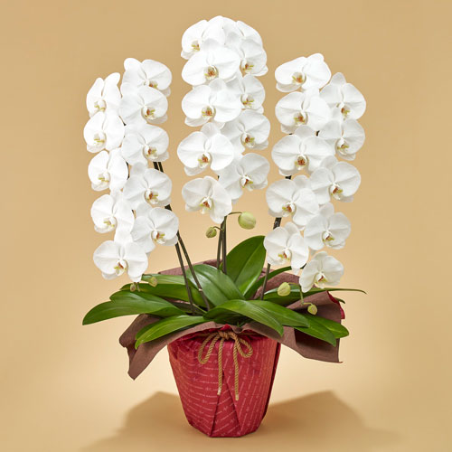 楽天市場】花鉢 ギフト 「胡蝶蘭(ホワイト)3本立ち」 日比谷花壇 誕生