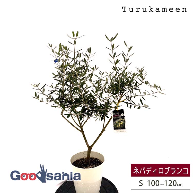 観葉植物 7号 オリーブ」の人気商品一覧 | 安い商品を通販サイトから