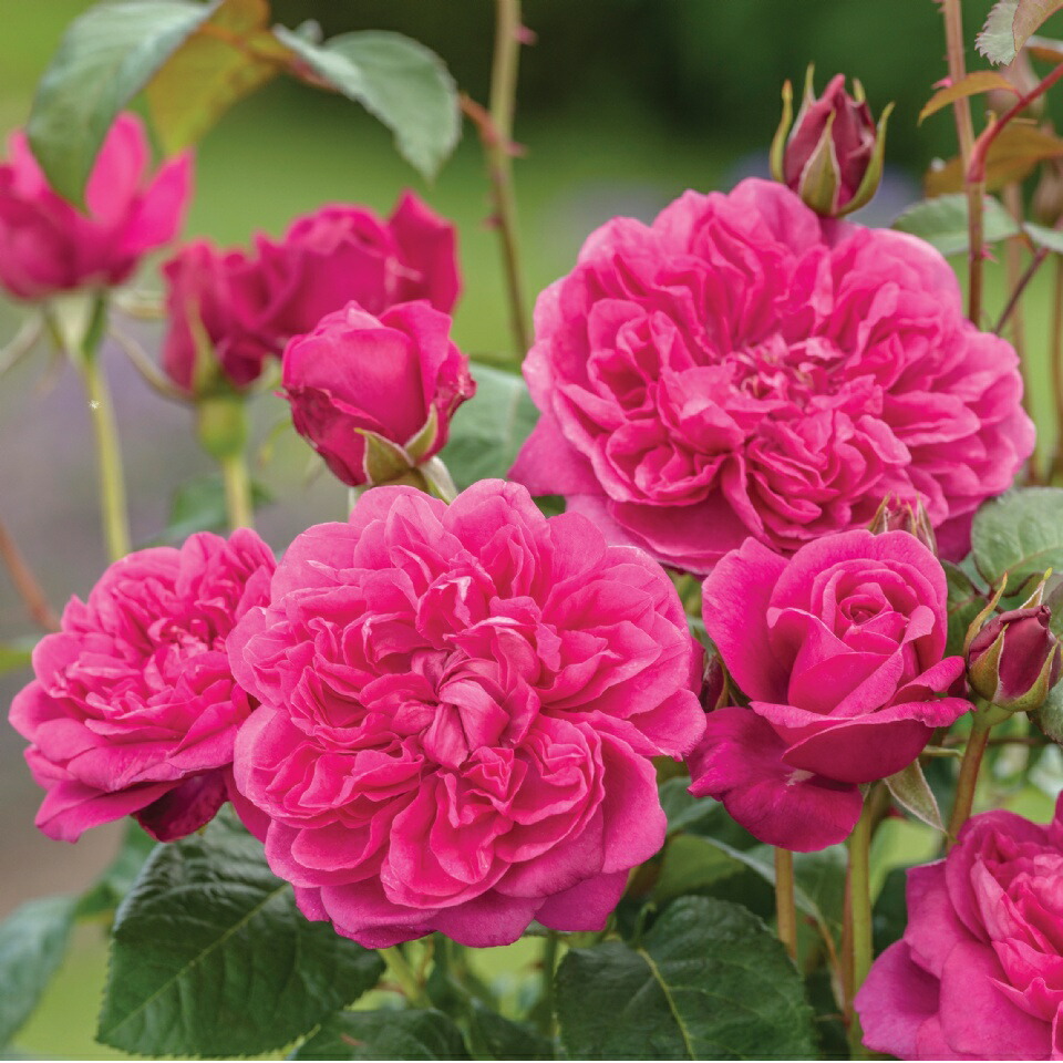 楽天市場】☆2026年バラ☆イングリッシュローズ苗 ジェームズ・L