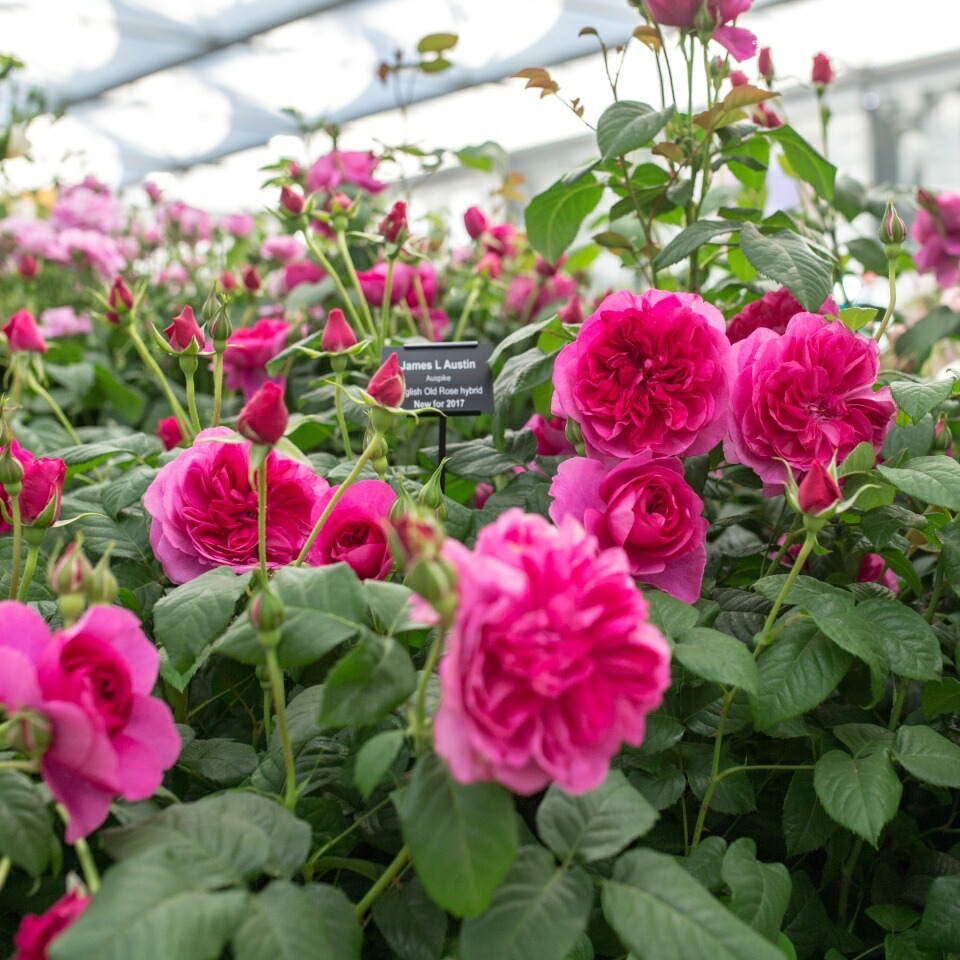 楽天市場】☆2026年バラ☆イングリッシュローズ苗 ジェームズ・L