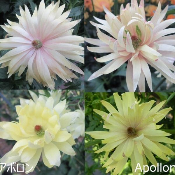 ラナンキュラス ラックス 苗」の人気商品一覧 | 安い商品を通販サイト