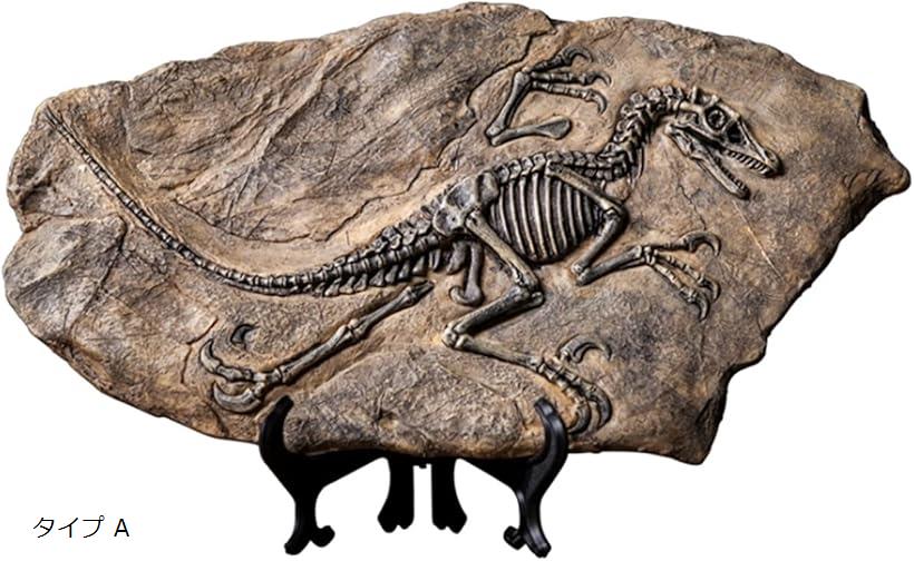 楽天市場】恐竜 化石 骨 インテリア アクアリウム オブジェ 化石標本