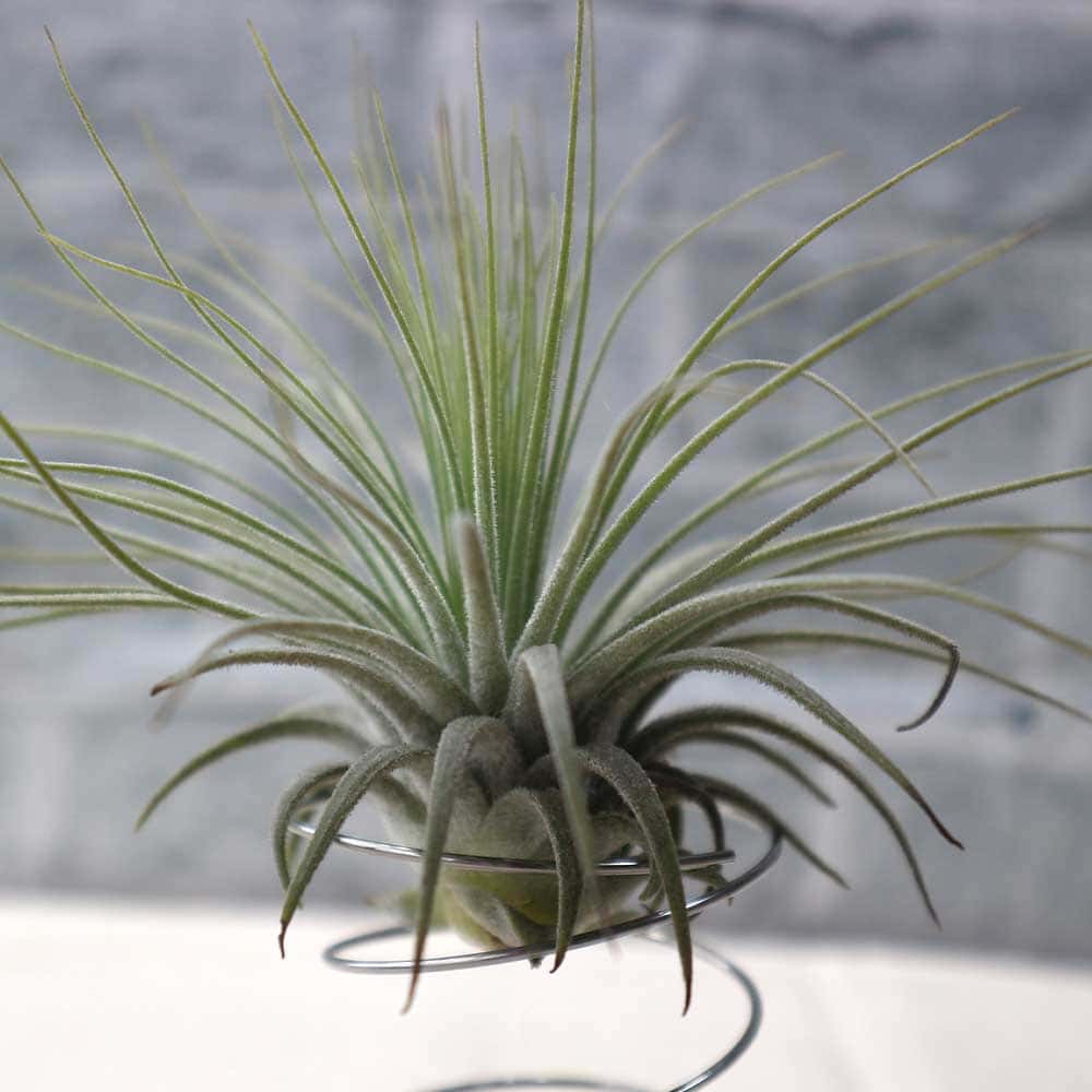 楽天市場】【送料無料】エアープランツ チランジア マグヌシアーナ L