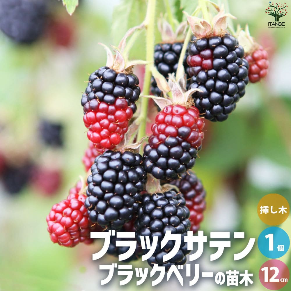 楽天市場】ブラックベリー 苗 サテンブラックの通販