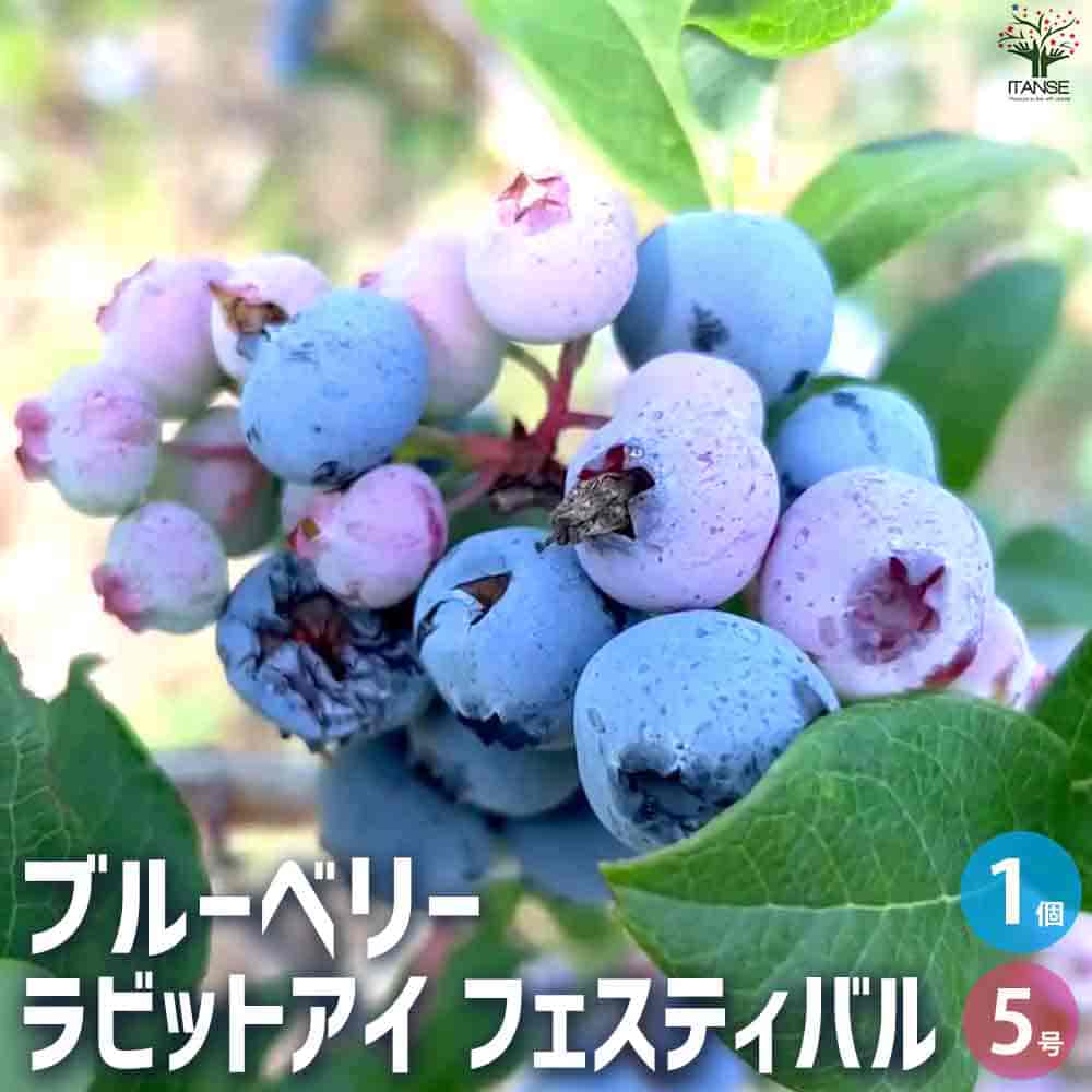 楽天市場】ブルーベリー フェスティバル 苗木 5号【ラビットアイ系