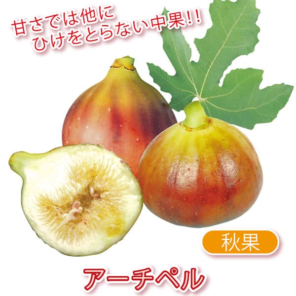 楽天市場】【送料無料】イチジク アーチペル 果樹苗 9cmポット 2個